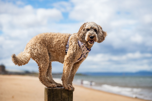 Best Dog Walks in Scotland (According to Messi)