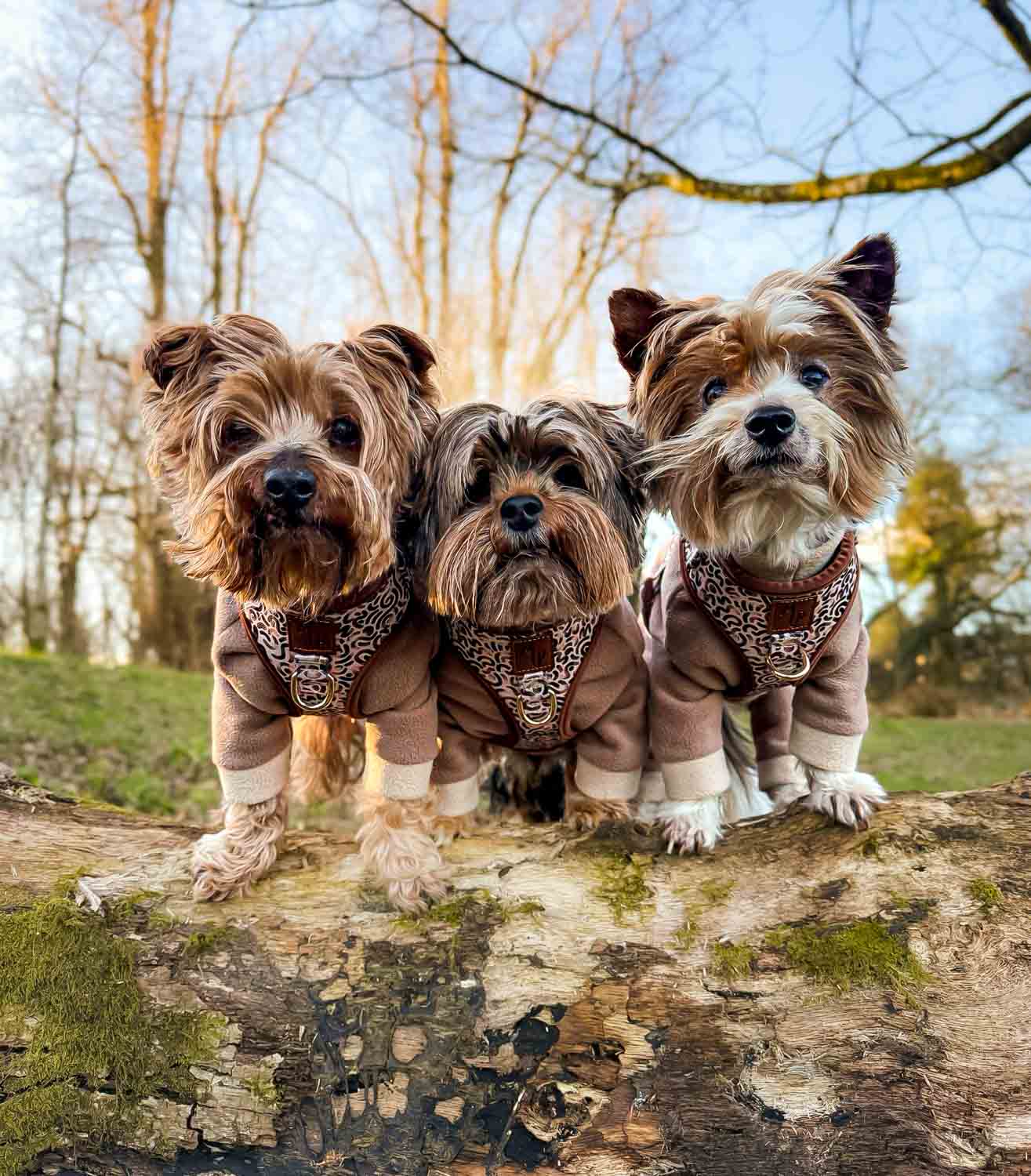 WAF-@yorkiebros_Insta_mcmitzi (89).JPG