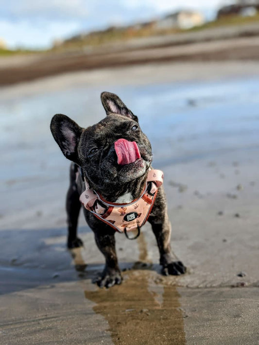 Hairy Coo-ture • Ruff 'n Ready Harness