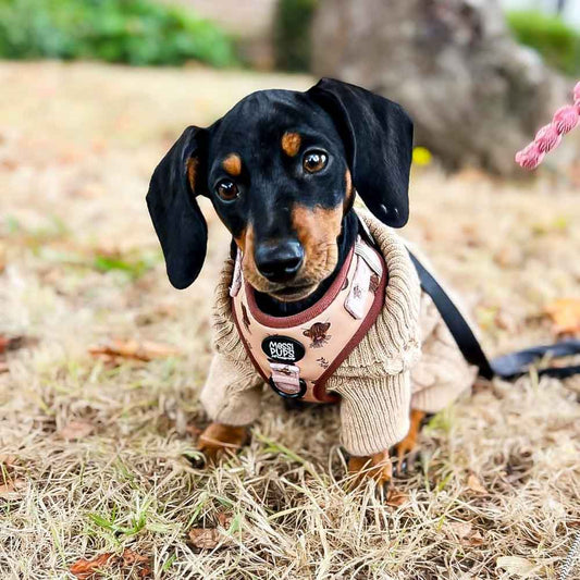 Dog Collars vs Harnesses: Which Is Better for Your Dog?