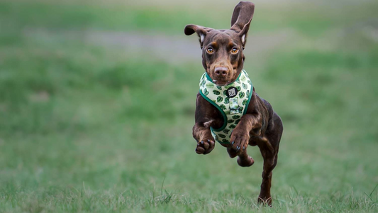 Should I use a harness for my dog? Advice for dog owners