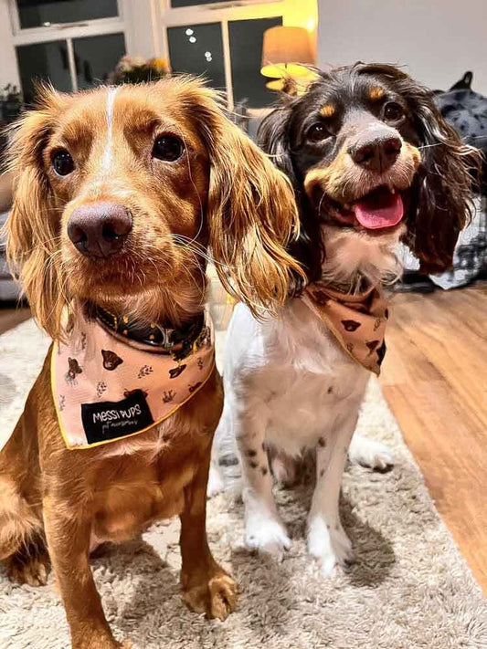 Stylish Dog Accessories UK: Practical Gear That Still Looks Good