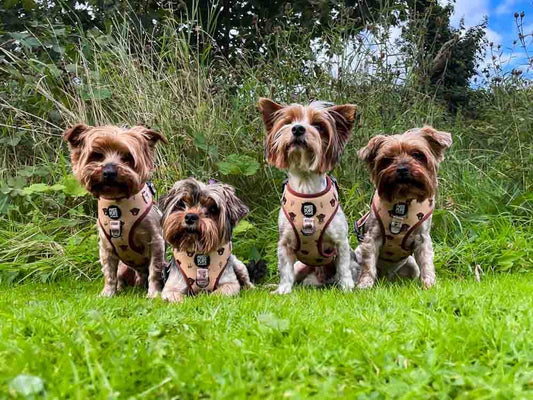 Best Dog Accessories for Everyday Walks