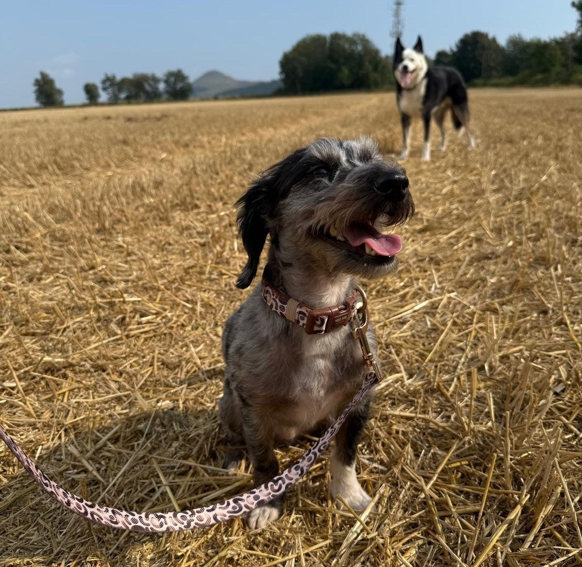 Messi Pups McMitzi Luxury Tartan Dog Lead with leather accents for stylish pet walking accessories.