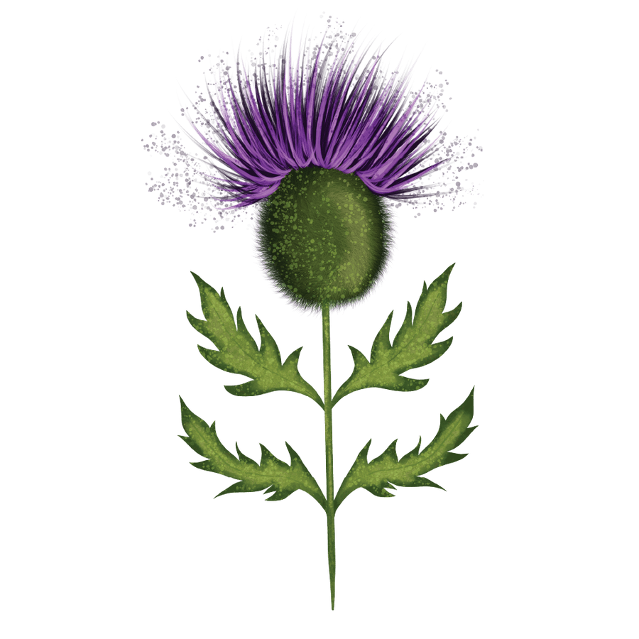 Thistle