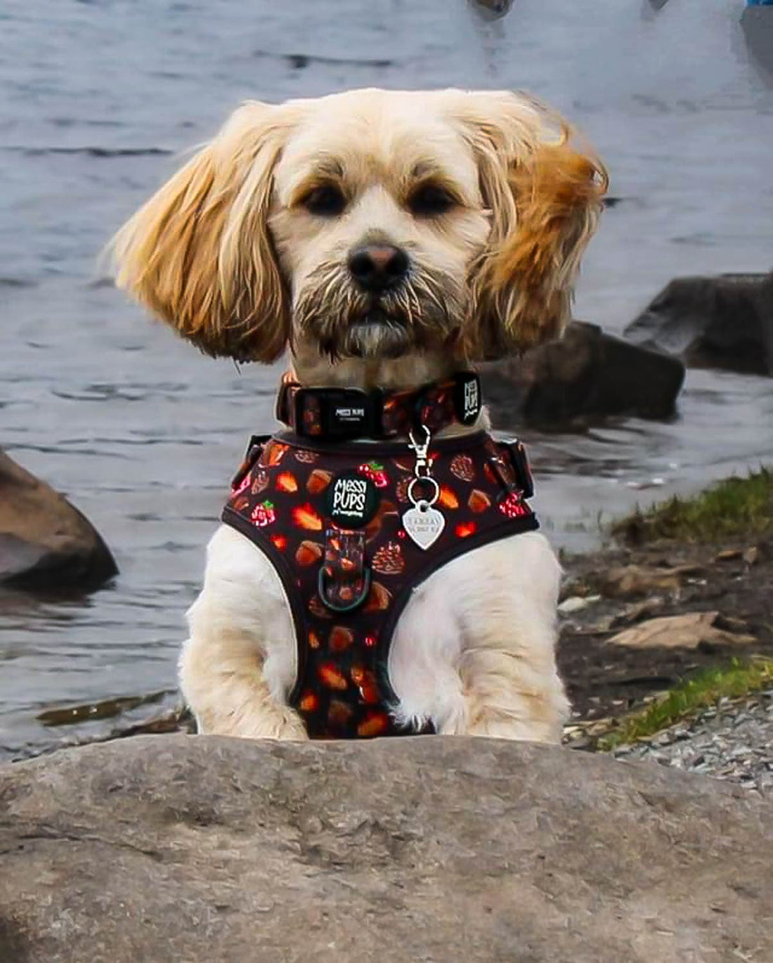Customer photos from the Messi Pups pack