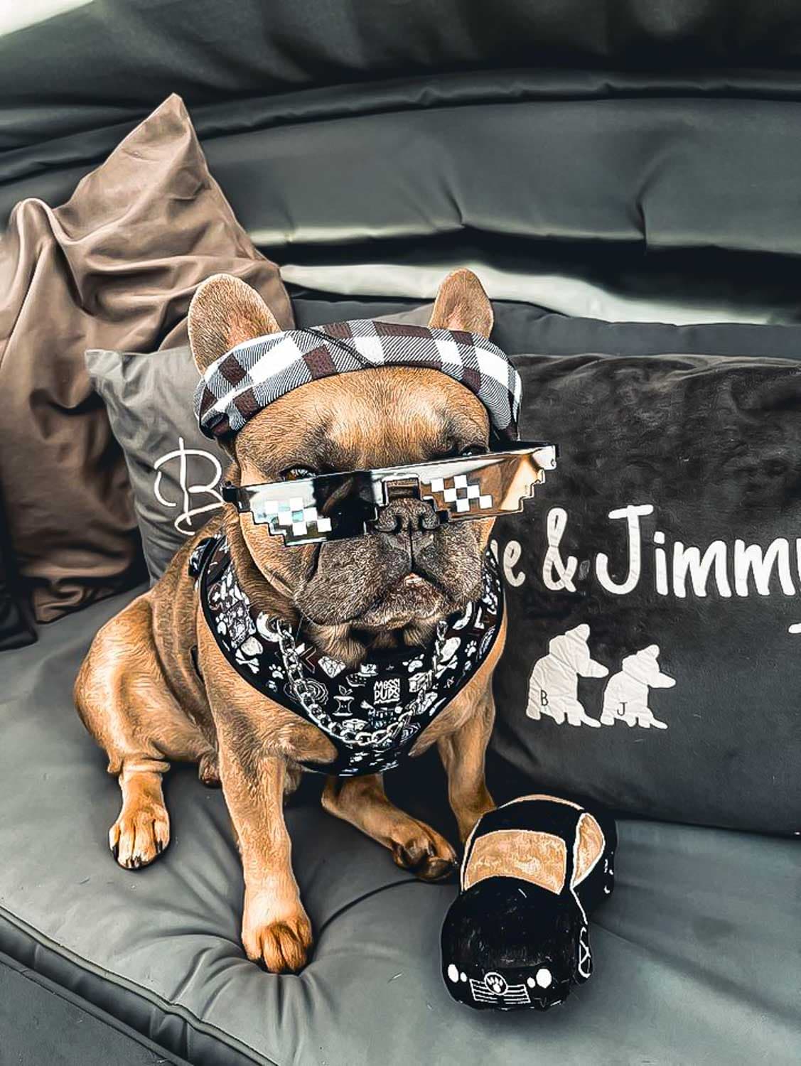 WAF-@blue_and_jimmy_bullybrothers_Insta_bad-to-the-bone-io (2).JPG