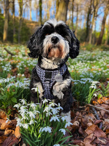 WAF-@corrie_the__tibetan_terrier_MP [Corrie] (McMessi_outside_leaves).JPG