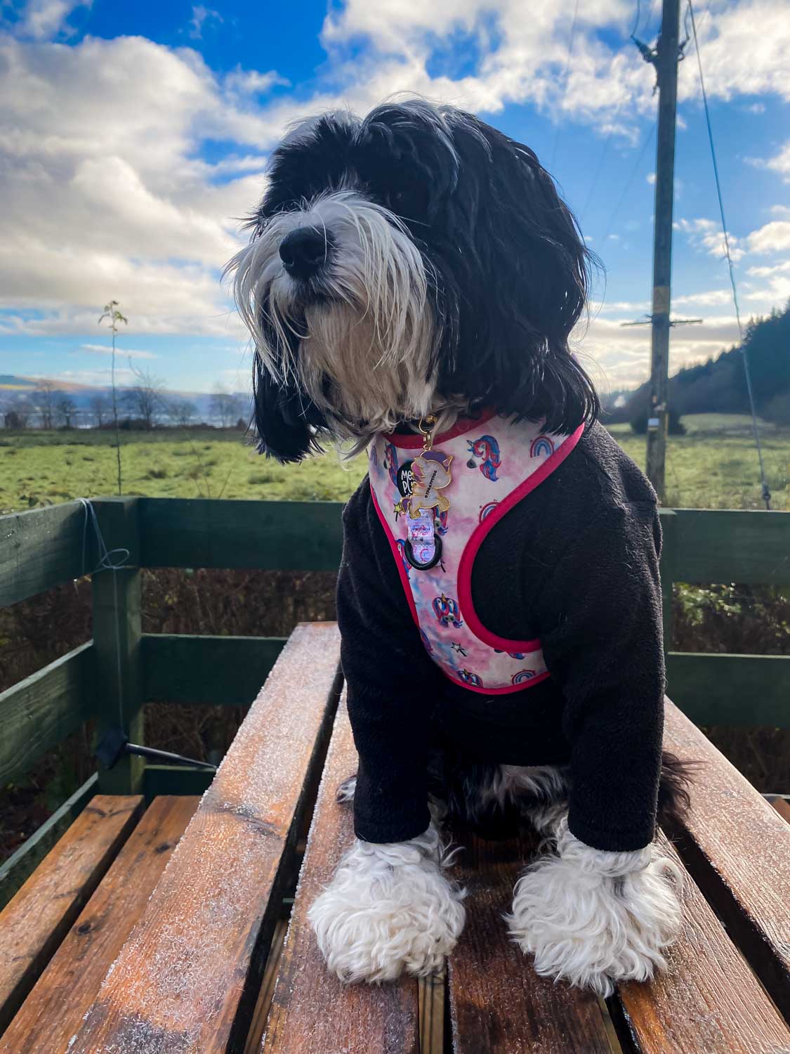 WAF-@corrie_the__tibetan_terrier_MP_lets-get-mythical [Corrie] (outside_picnic_table).JPG