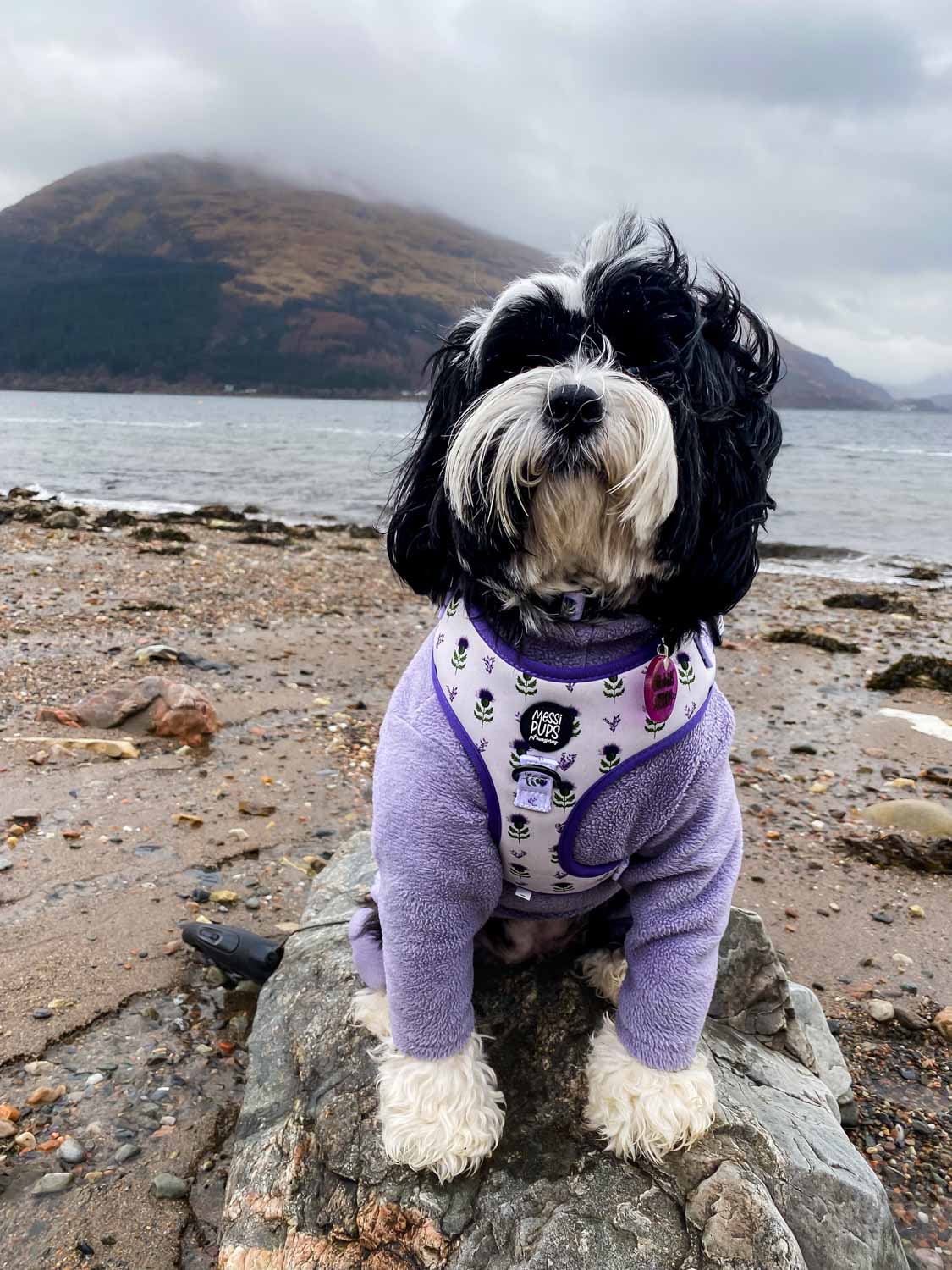 WAF-@corrie_the__tibetan_terrier_MP_thistle_do_nicely [Corrie] (outside_beach).JPG