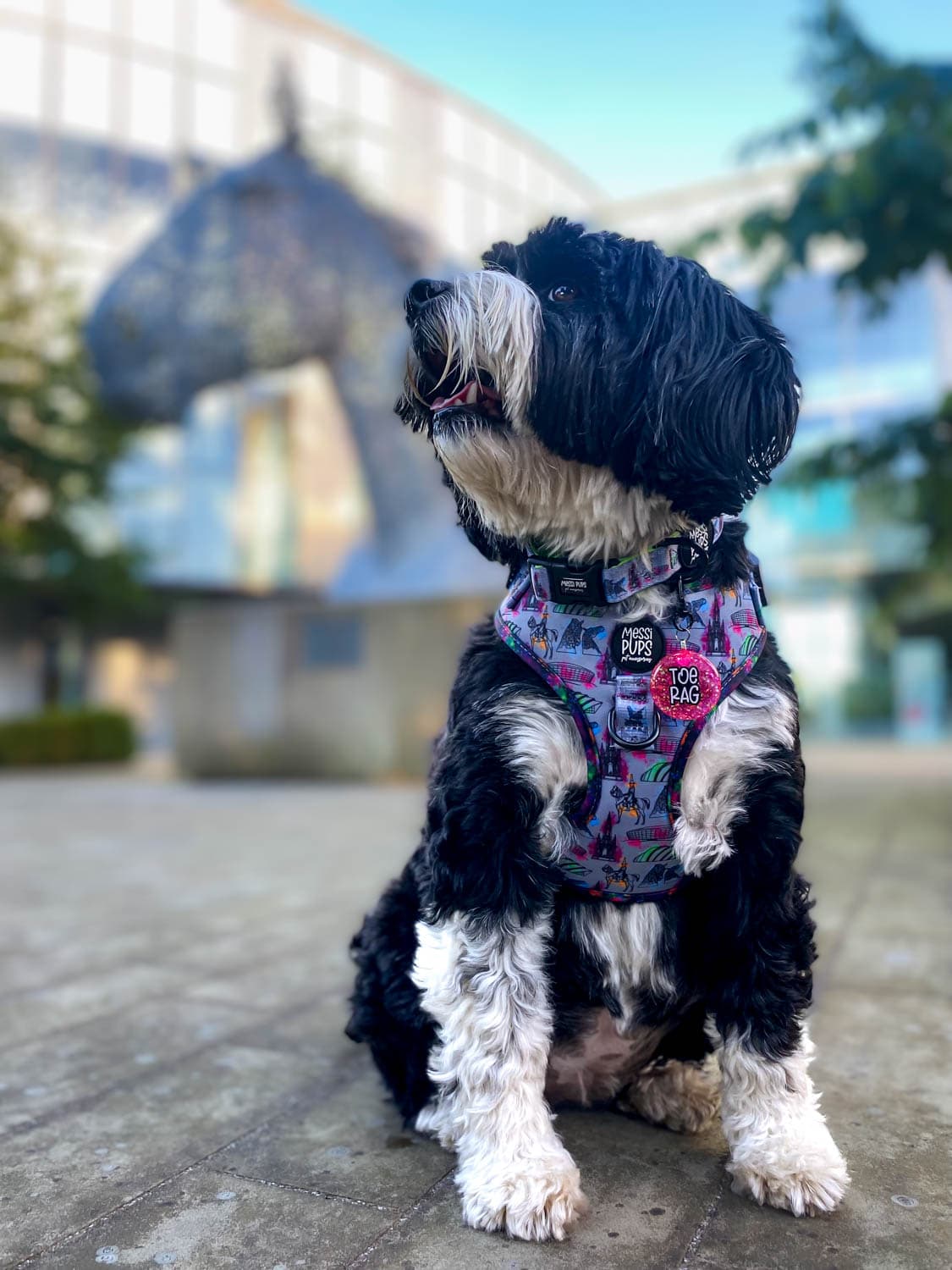 WAF-@corrie_the__tibetan_terrier_MP_up-the-toon [Corrie] (outside_horse).JPG