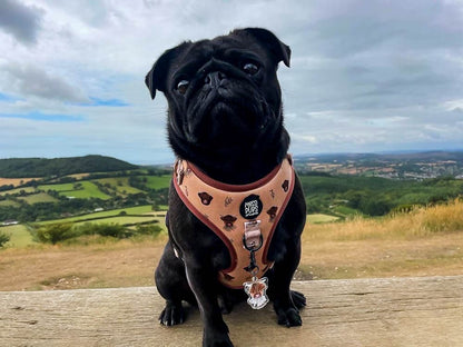 Messi Pups Hairy Coo-Ture Original Adjustable Harness on a pug, featuring soft, furry material and adjustable straps for a comfortable fit.