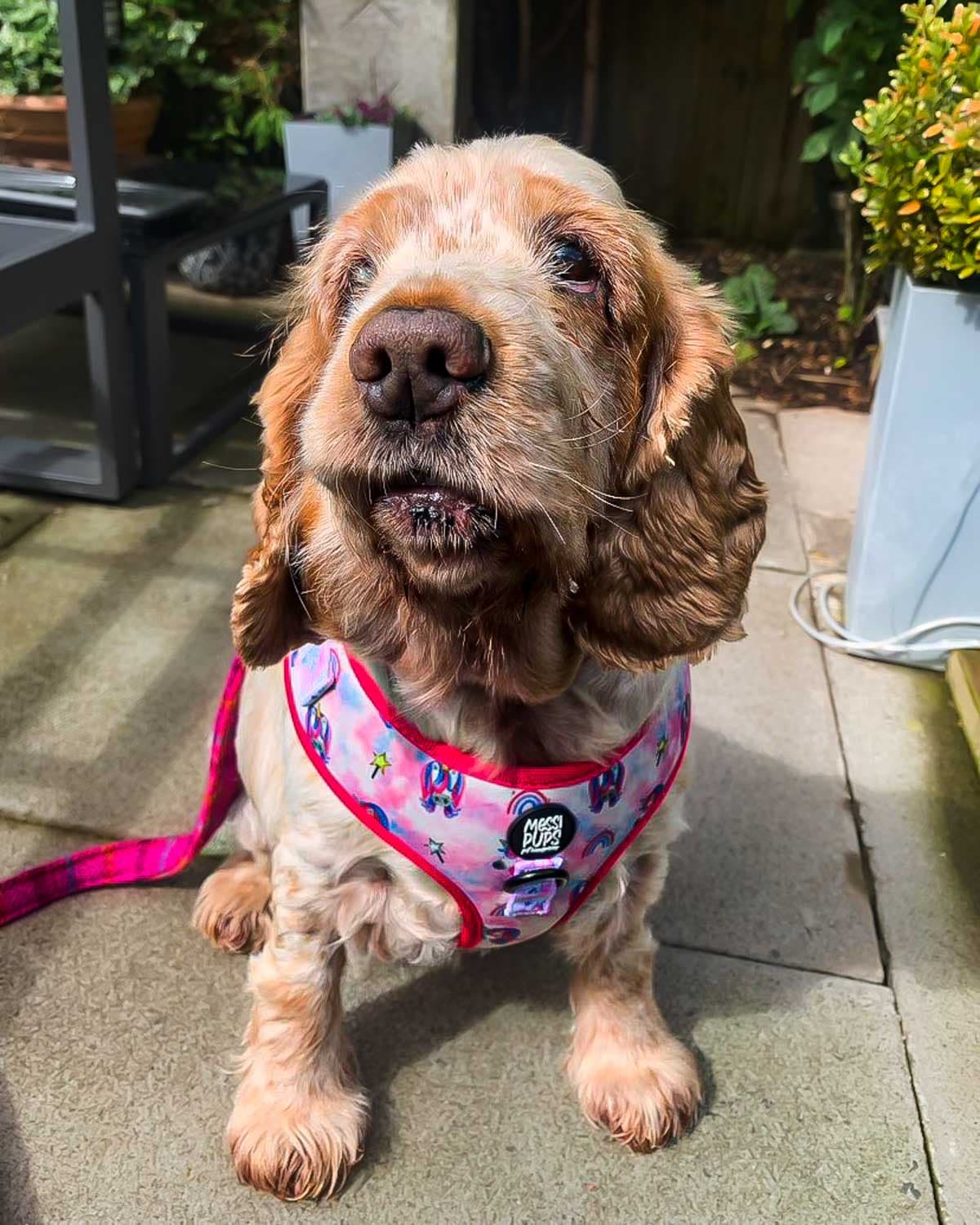 WAF-@lolathechonkyspaniel_Insta_lets-get-mythical [Lola] (1).JPG
