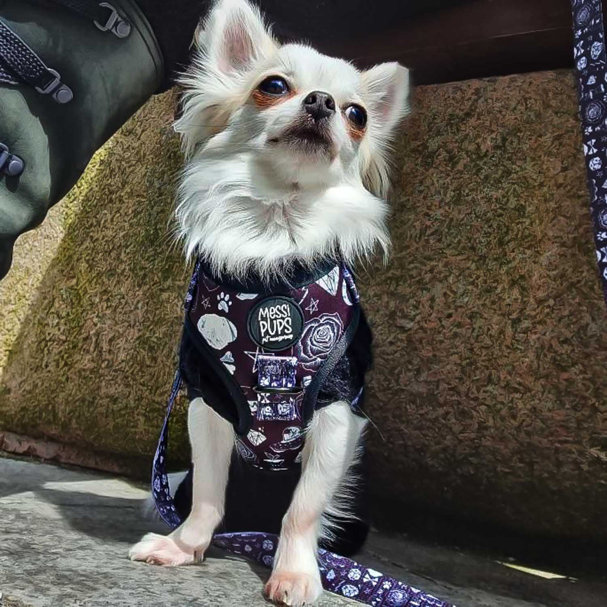 WAF-@pruethechihuahua_Insta_bad-to-the-bone-io [Prue] (2).JPG