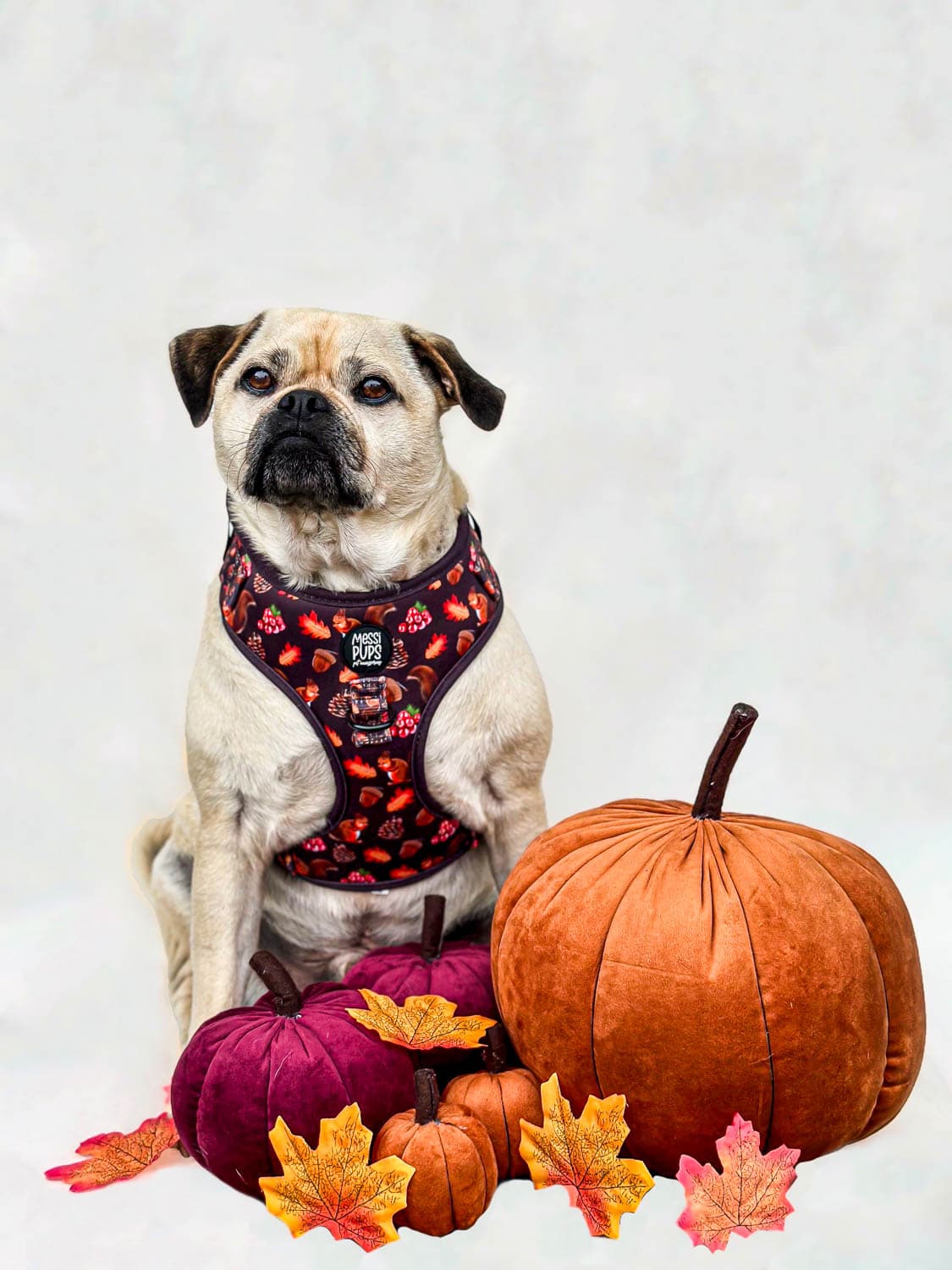 WAF-@reggiethepugjug_Insta_feelin-mighty-pine [Reggie] (26).JPG