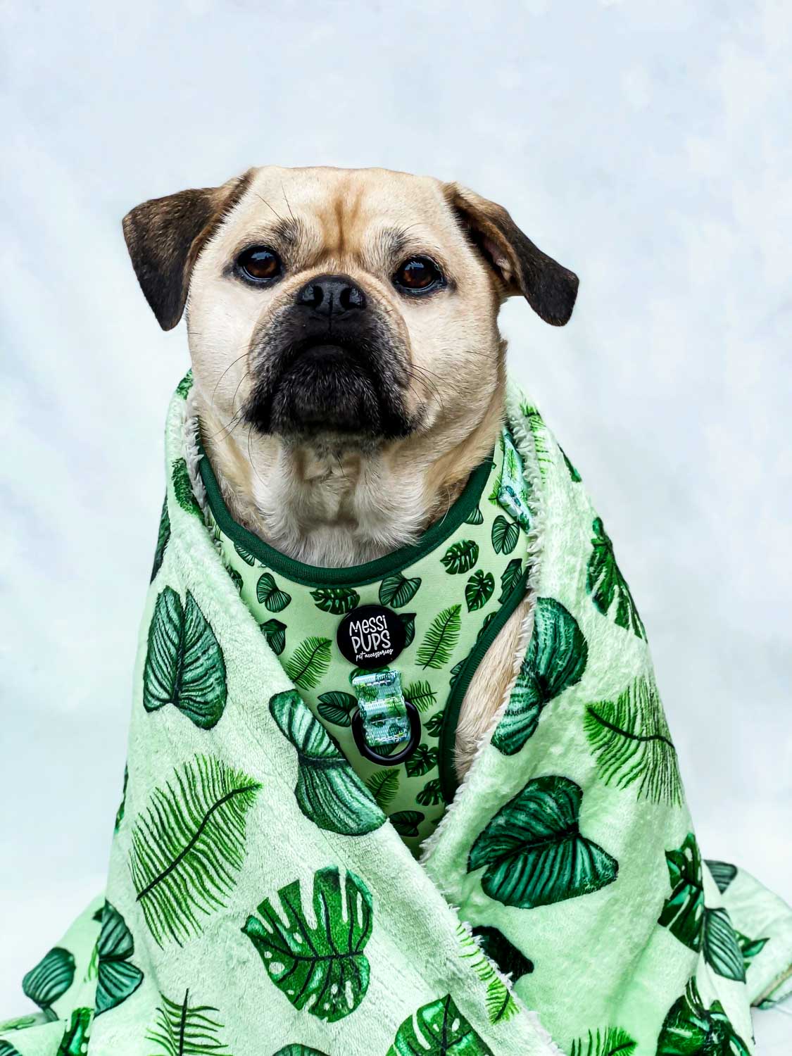 WAF-@reggiethepugjug_Insta_leaf-me-alone [Reggie] (21).JPG