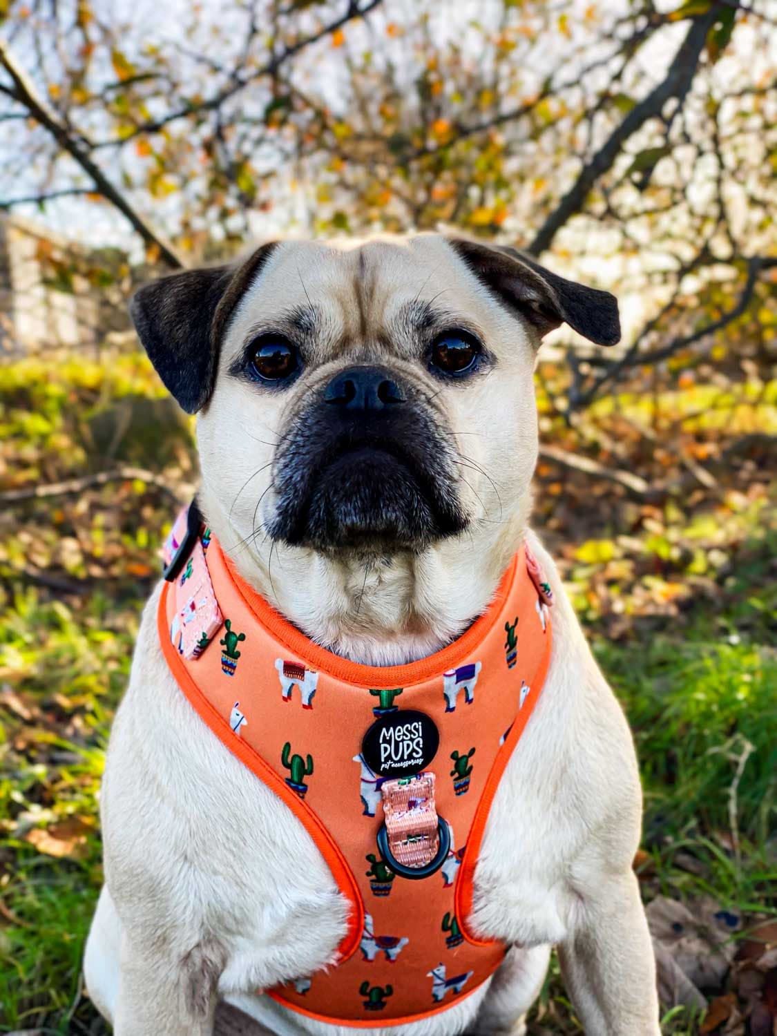 WAF-@reggiethepugjug_Insta_no-prob-llama [Reggie] (13).JPG