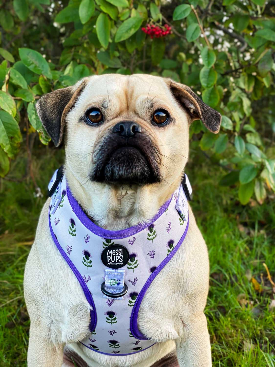 WAF-@reggiethepugjug_Insta_thistle_do_nicely [Reggie] (7).JPG