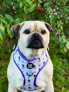 WAF-@reggiethepugjug_Insta_thistle_do_nicely [Reggie] (8).JPG