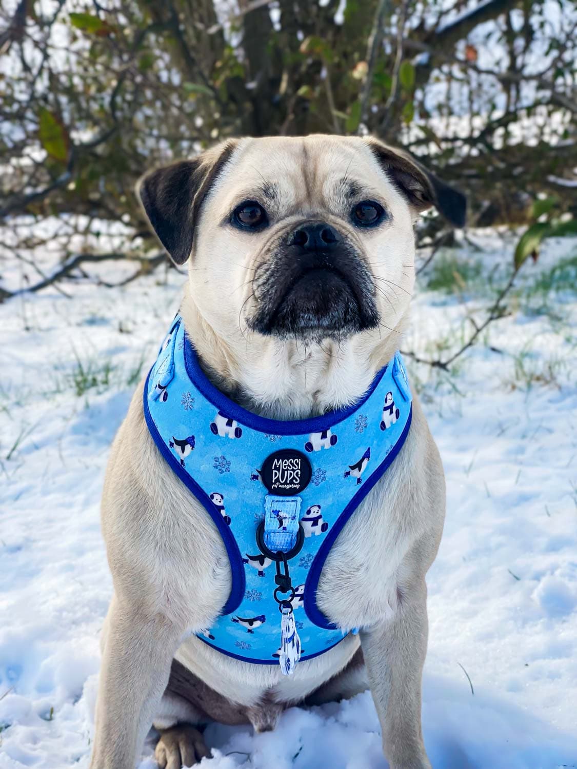 WAF-@reggiethepugjug_Insta_up-to-snow-good [Reggie] (18).JPG