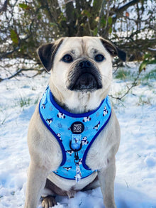 WAF-@reggiethepugjug_Insta_up-to-snow-good [Reggie] (18).JPG