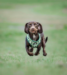WAF-@thatdogdougal_Insta_leaf-me-alone [Digby] (11).JPG