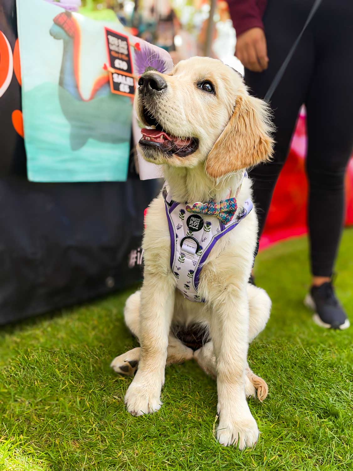 Messi Pups Ruff 'n Ready Harness in Thistle Do Nicely, designed for large dogs, displayed on a dog outdoors.