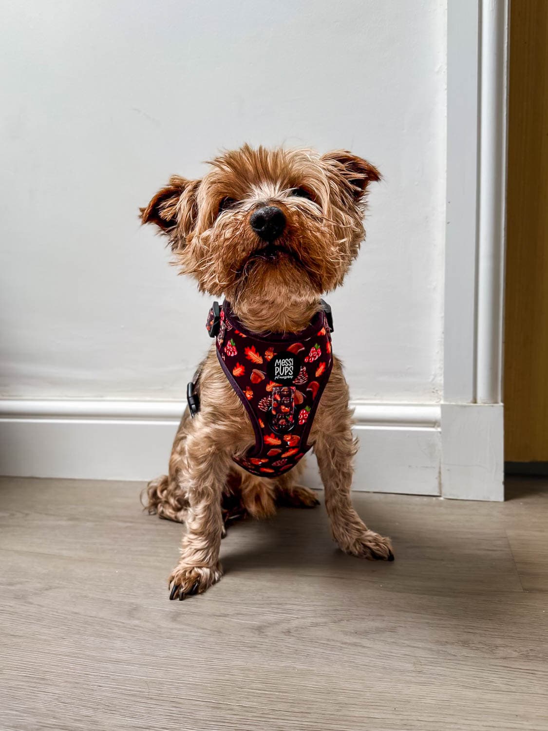 WAF-@yorkiebros_Insta_feelin-mighty-pine (55).JPG