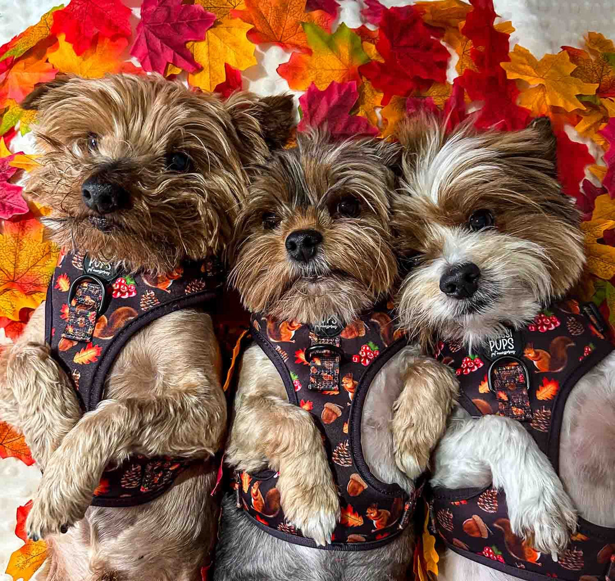WAF-@yorkiebros_Insta_feelin-mighty-pine (70).JPG