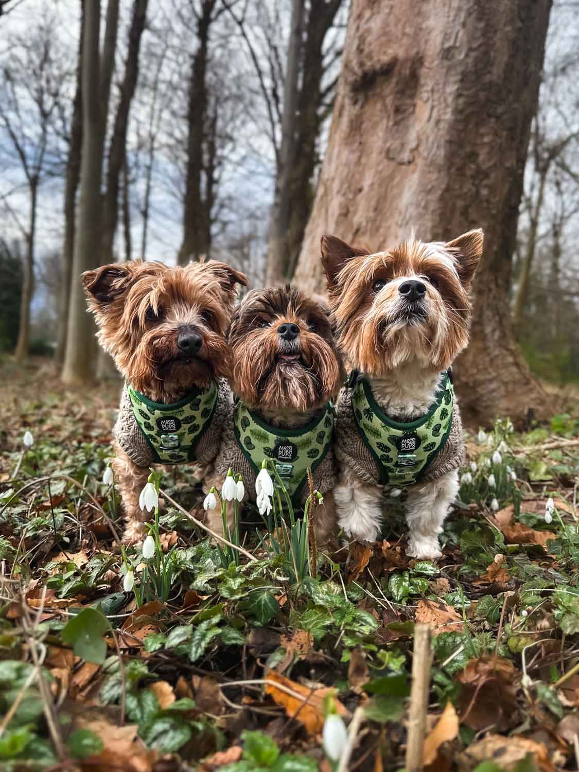 WAF-@yorkiebros_Insta_leaf-me-alone (30).JPG