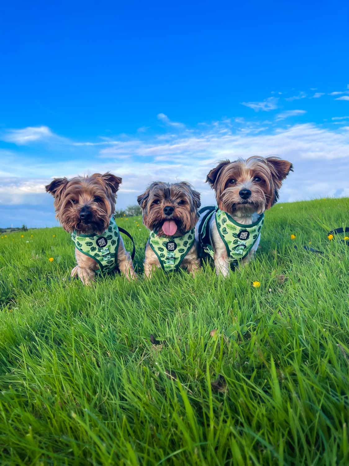 WAF-@yorkiebros_Insta_leaf-me-alone (4).JPG