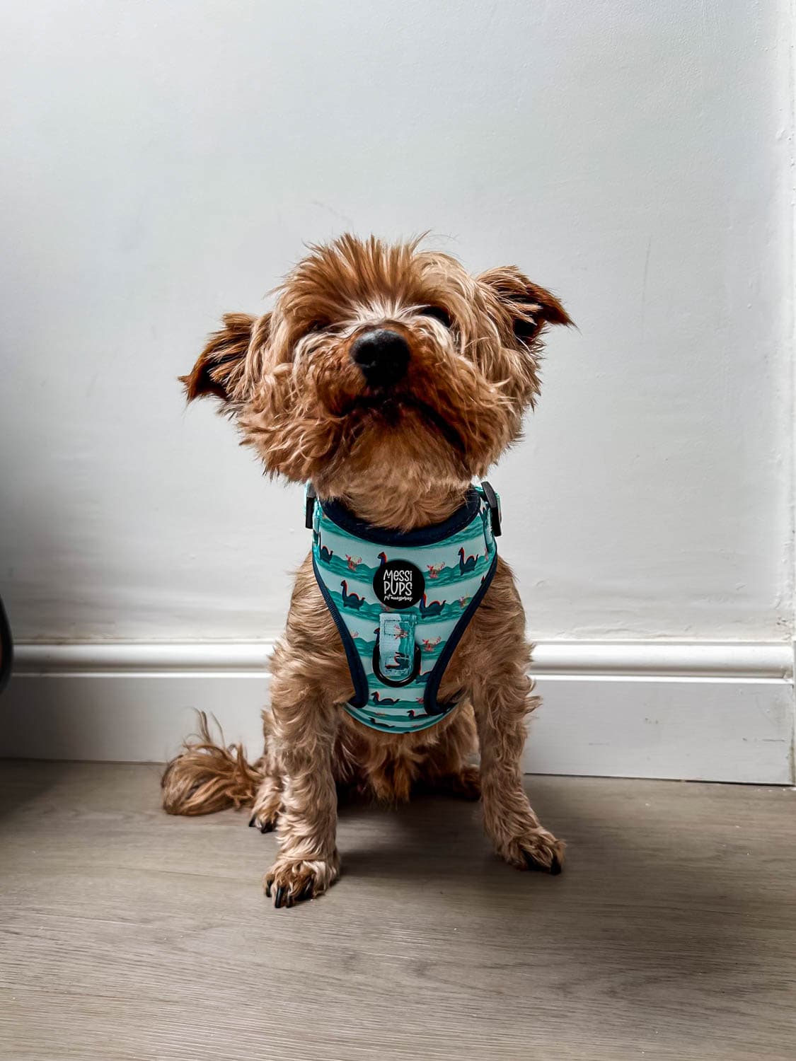 WAF-@yorkiebros_Insta_loch-mess-monster (56).JPG