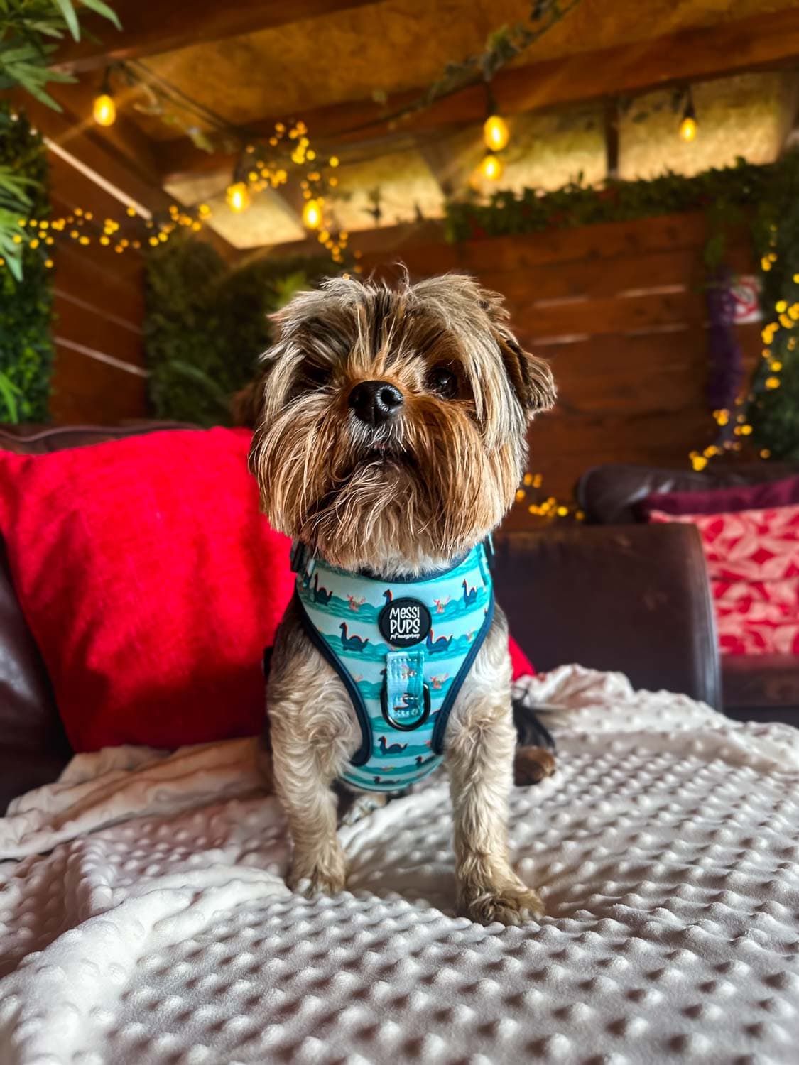 WAF-@yorkiebros_Insta_loch-mess-monster (60).JPG
