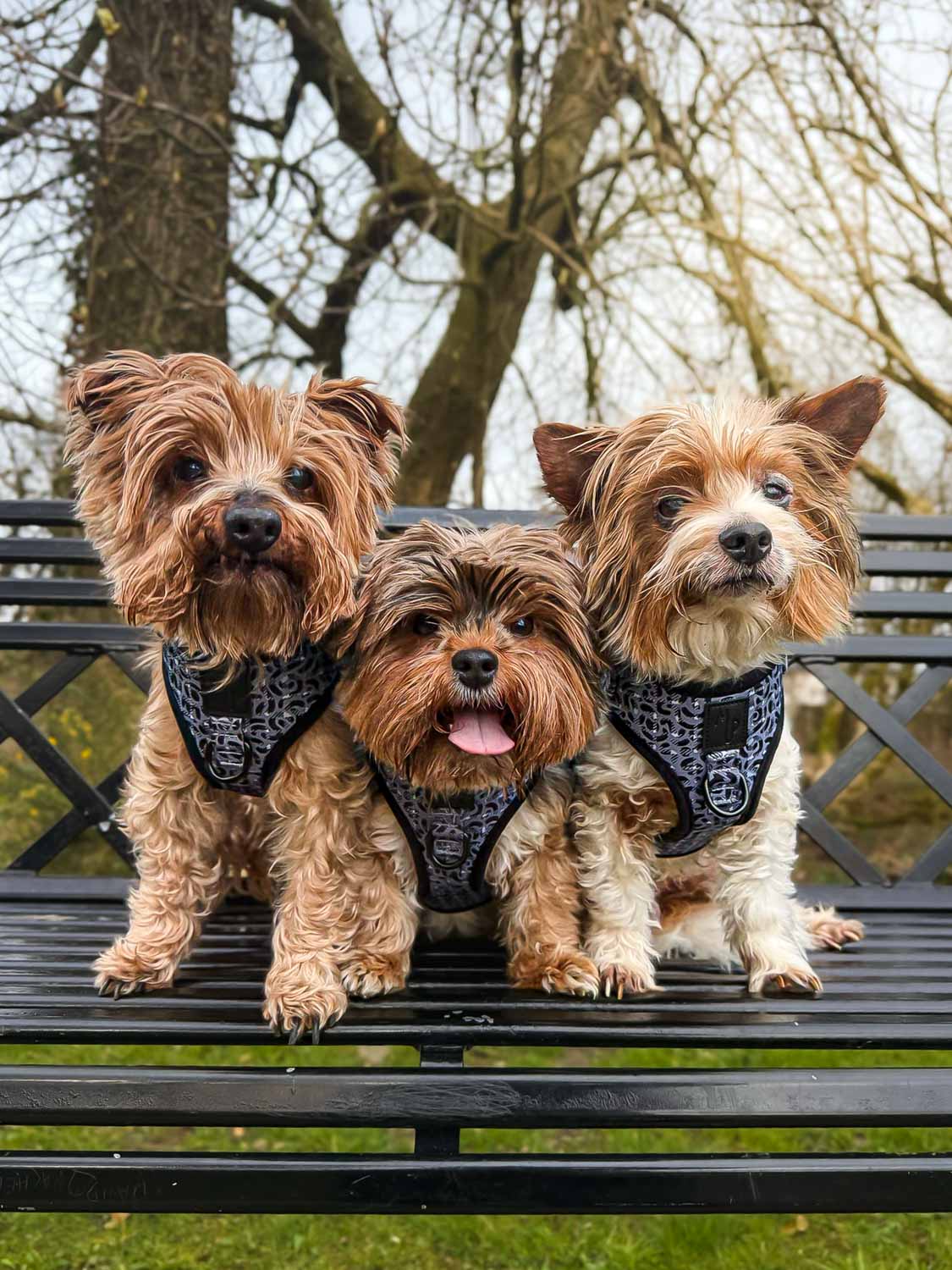 WAF-@yorkiebros_Insta_mcmessi (90).JPG