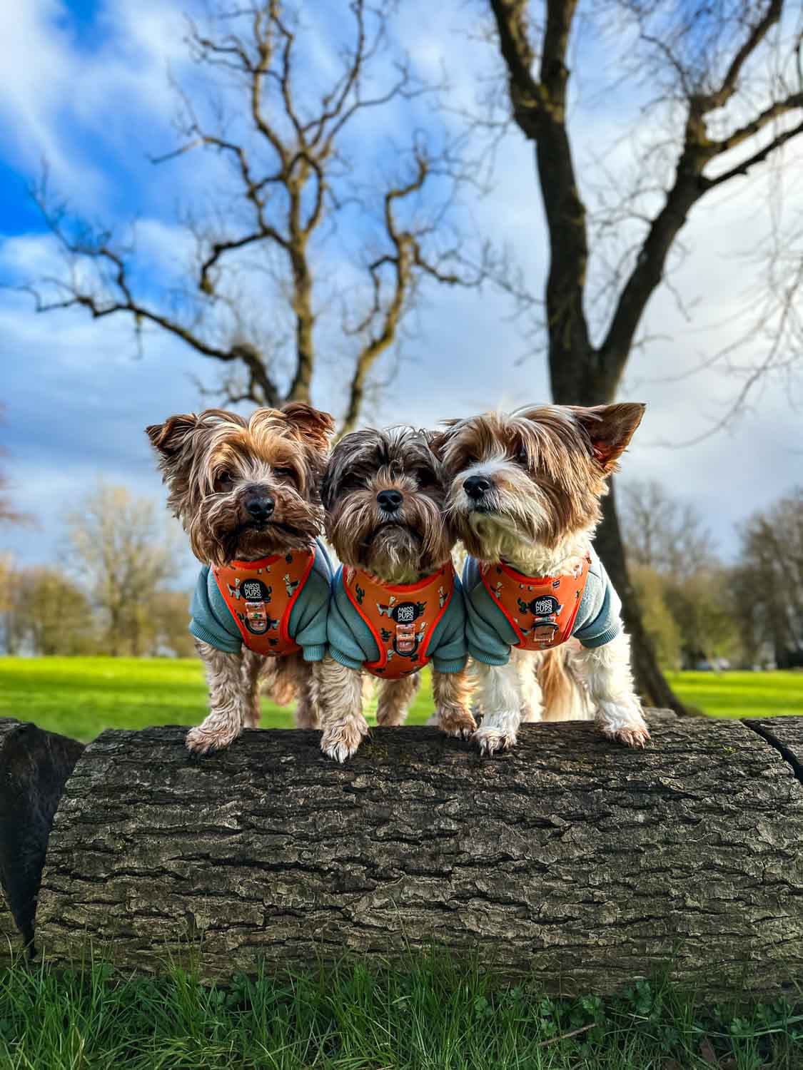 WAF-@yorkiebros_Insta_no-prob-llama (32).JPG