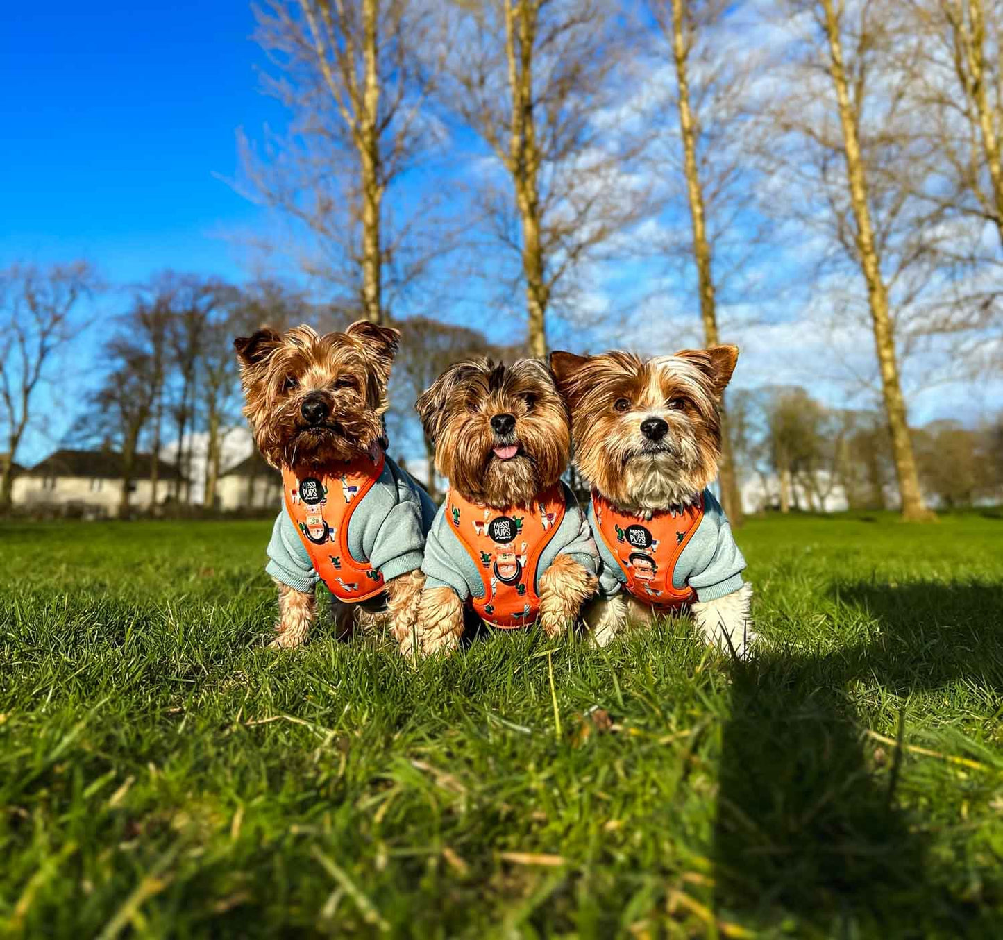 WAF-@yorkiebros_Insta_no-prob-llama (34).JPG