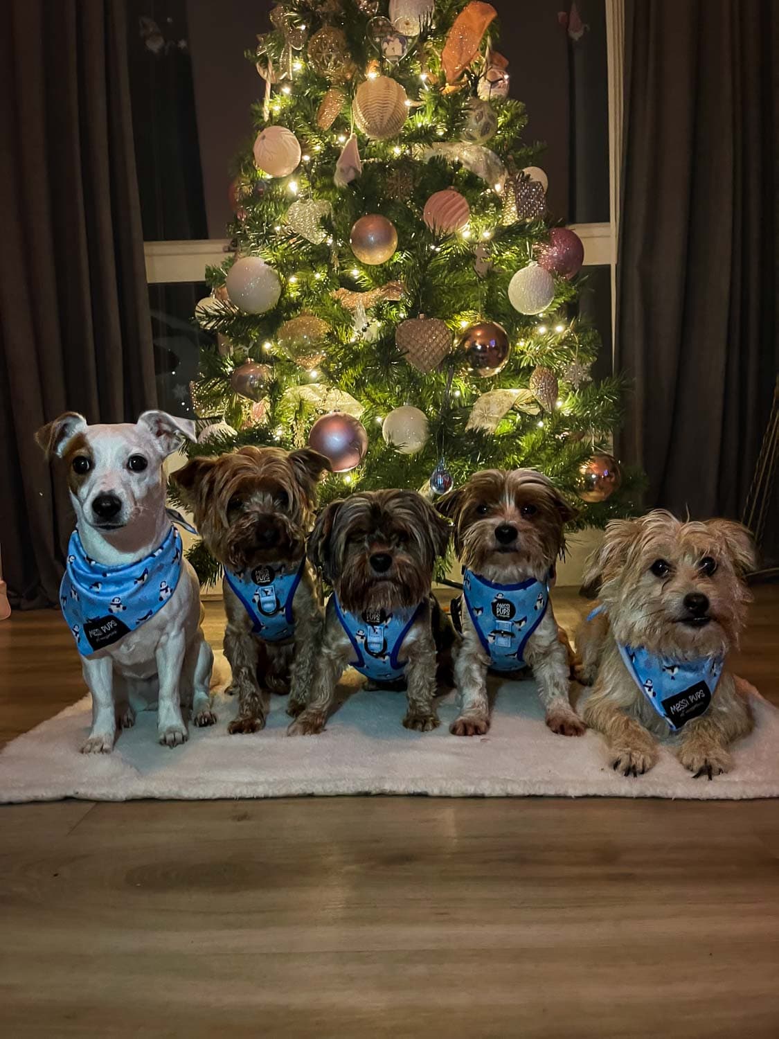 WAF-@yorkiebros_Insta_up-to-snow-good (20).JPG