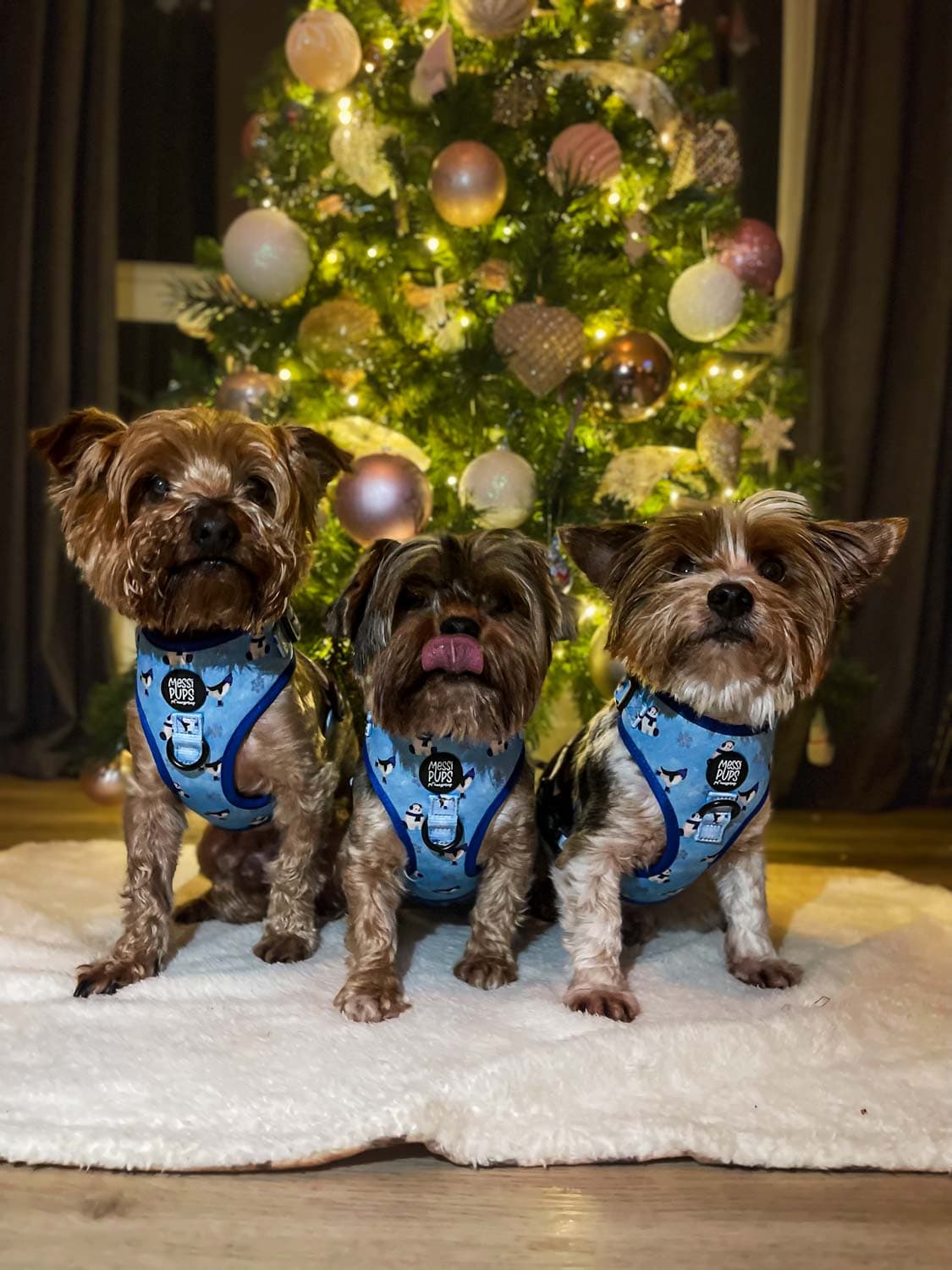 WAF-@yorkiebros_Insta_up-to-snow-good (21).JPG