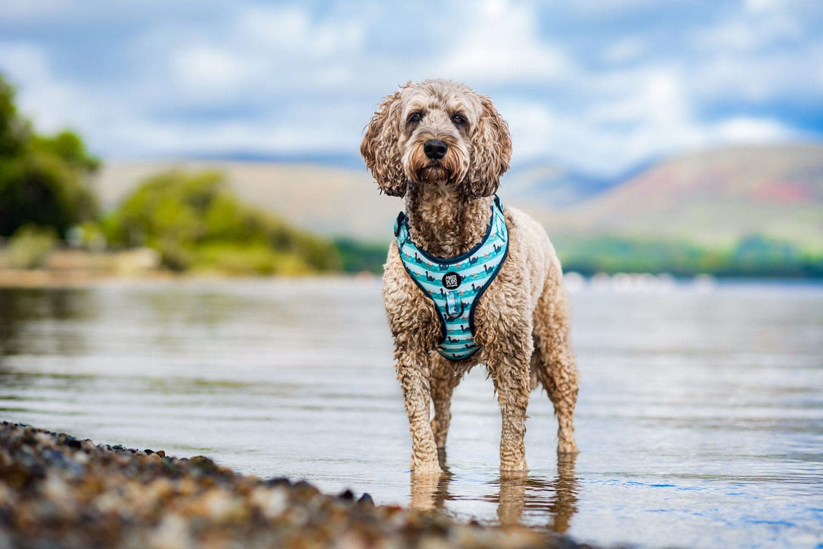 Loch Mess Monster