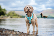 Loch Mess Monster • Ruff 'n Ready Harness
