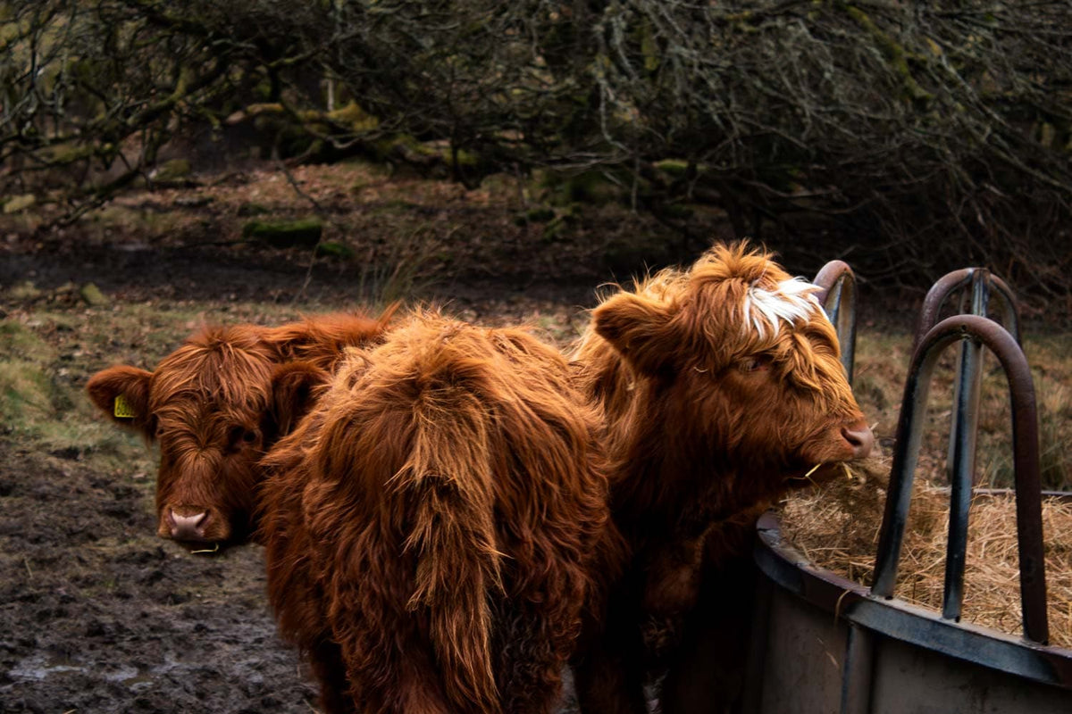 Hairy Coo-Ture
