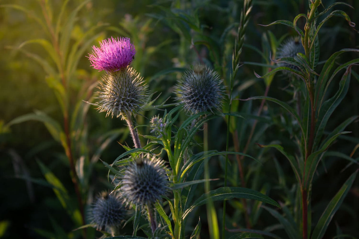 Thistle Do Nicely